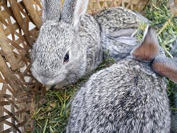 《黑神话：悟空》PS5 Pro两段运行视频 日版实体版2025年1月发售